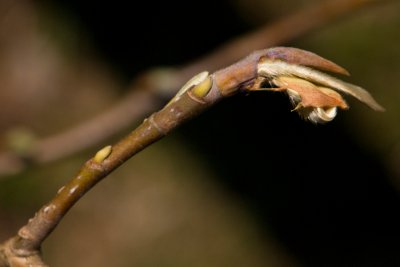 Magnolia wilsonii - magnolie, šácholan wilsonův - pupen jaro